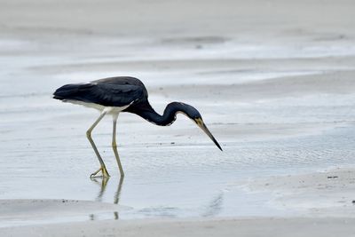 Side view of a tricolored heron on beach