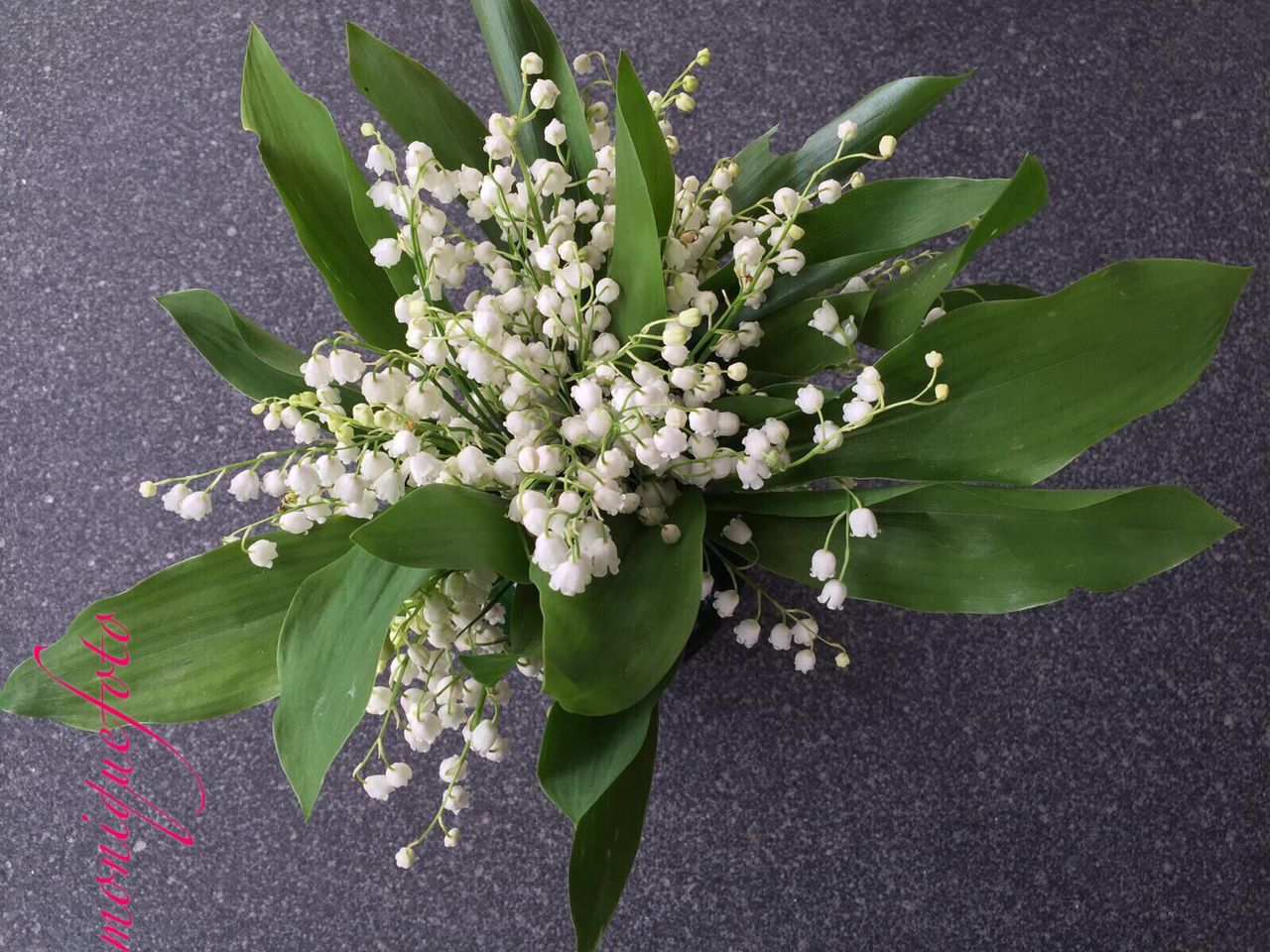 flower, freshness, leaf, growth, plant, fragility, nature, petal, white color, beauty in nature, high angle view, close-up, blossom, blooming, green color, branch, in bloom, day, flower head, outdoors