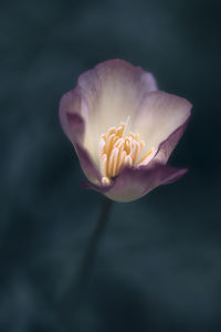 Close-up of pink rose flower