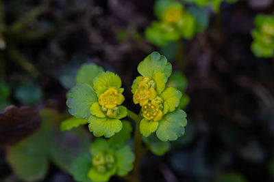 Close-up of yellow flowering plant