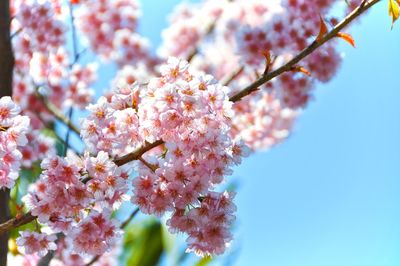 Low angle view of cherry blossoms against sky