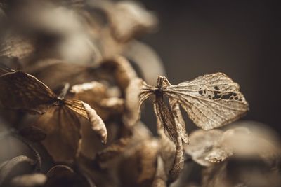 Close-up of dry leaves on plant