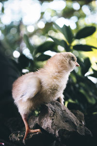 Close-up of a bird