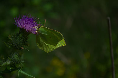 Close-up of purple flowering plant