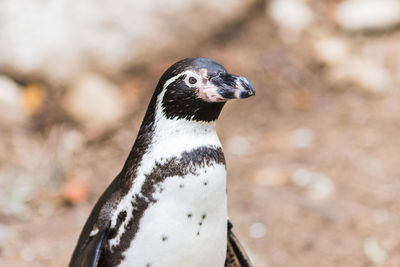 Close-up portrait of a bird