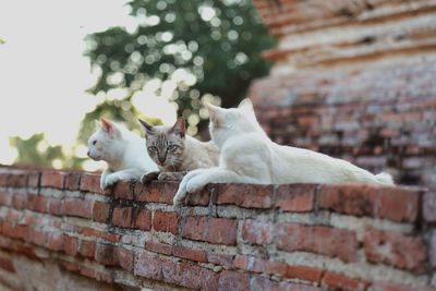 View of a cat against wall