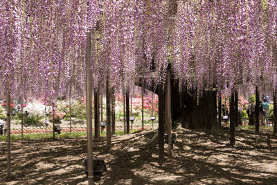 View of flowering trees in park