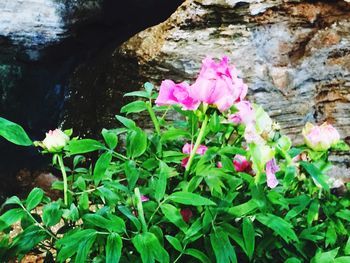 Close-up of pink flowers blooming outdoors