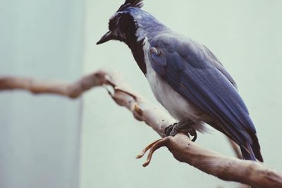 Close-up of bird perching on hand