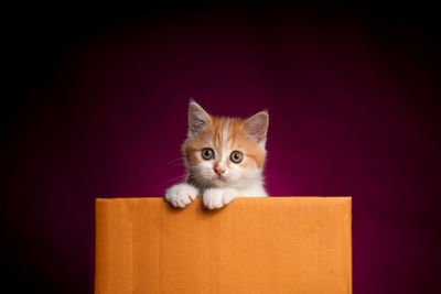 Portrait of cat against black background