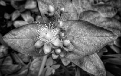 Close-up of flower head