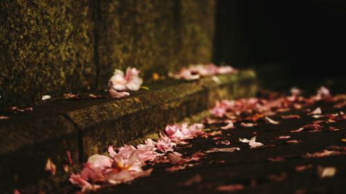 Close-up of pink flowering plant leaves during autumn