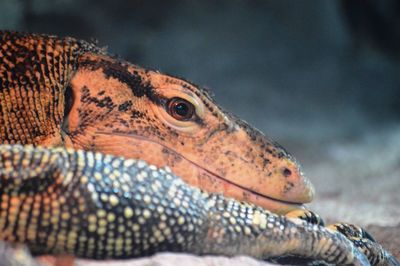 Close-up of lizard