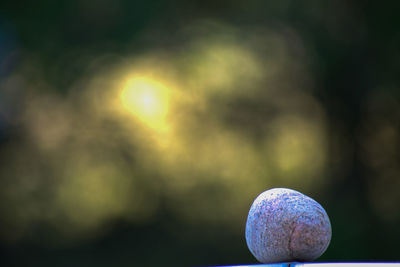 Close-up of fruits against blue sky