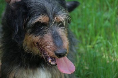 Close-up portrait of dog on field