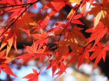 Low angle view of maple leaves during autumn