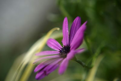 Close-up of purple flower