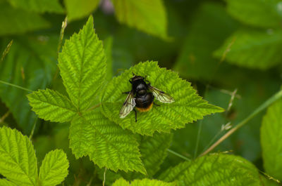 Close-up of insect on leaf