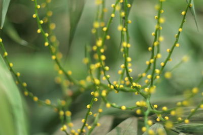 Full frame shot of plants