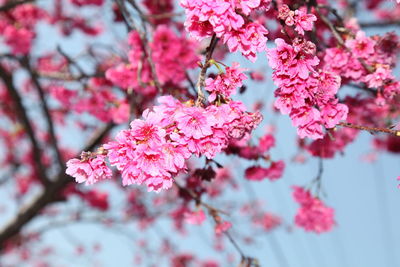 Close-up of pink cherry blossom