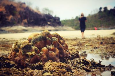 Close-up of coral on rock at beach against sky