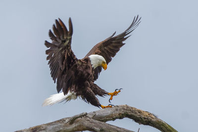 Low angle view of eagle flying against clear sky