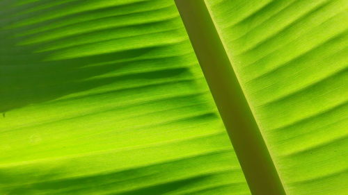 Full frame shot of palm leaves