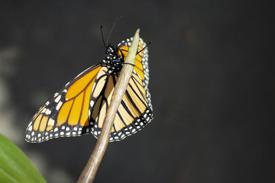 Butterfly pollinating flower