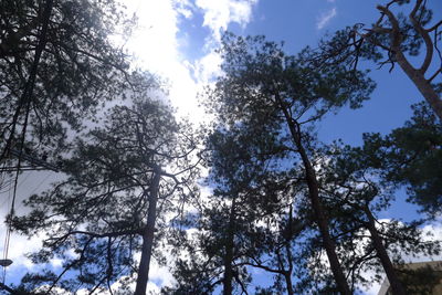 Low angle view of trees against sky