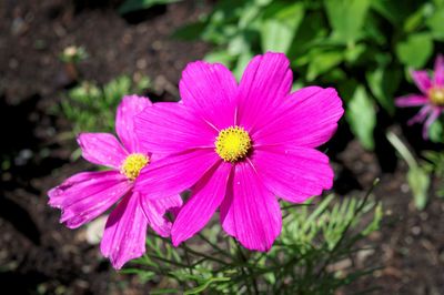 Close-up of pink flower blooming outdoors