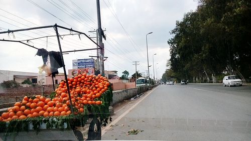 View of fruits hanging on tree