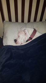 High angle view of dog sleeping on bed