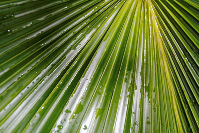 Full frame shot of green leaves