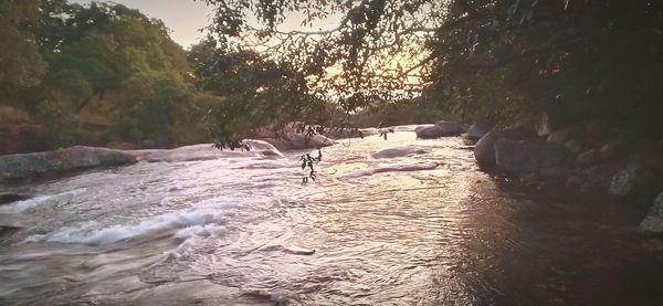 Scenic view of river flowing through forest