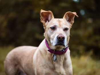 Close-up portrait of dog