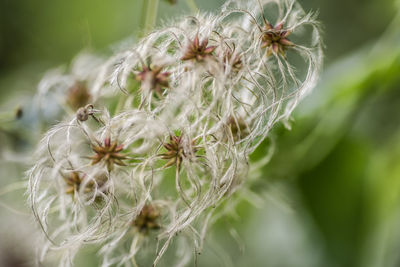 Close-up of white flowering plant