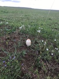 Close-up of mushrooms on field