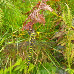 Close-up of butterfly on grass