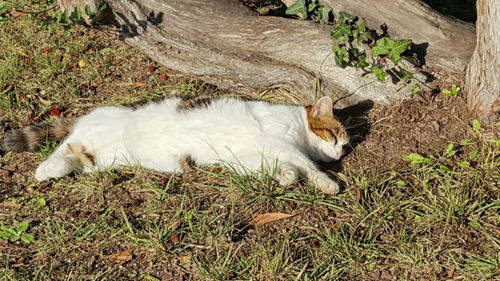 High angle view of cat lying on grass