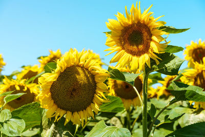 Sunflowers in a summer day