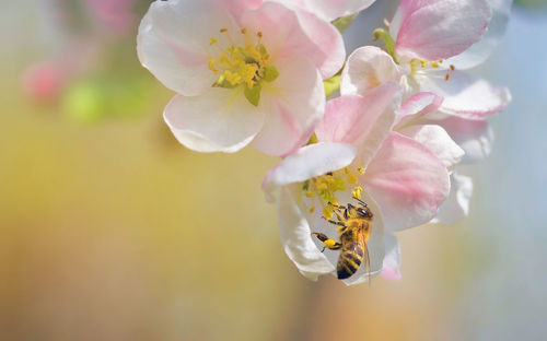 Close-up of pink cherry blossoms