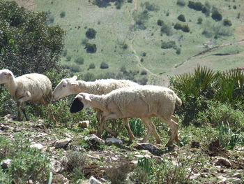 Sheep on landscape