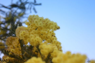 Low angle view of yellow flowering plant against sky