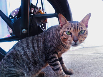 Portrait of a cat sitting in car