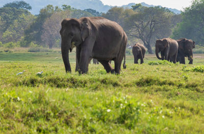 Elephant family 