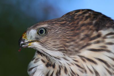 Close-up of hawk