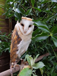 Close-up of hawk on plant