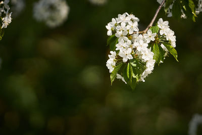 Close-up of white flowers