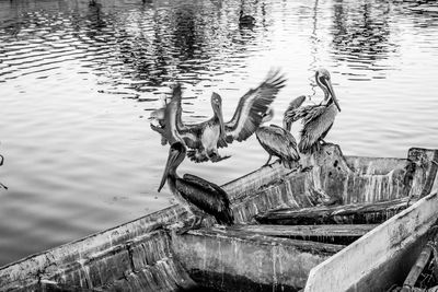 High angle view of birds swimming on lake