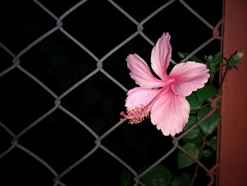 Close-up of fresh pink flower blooming in chainlink fence
